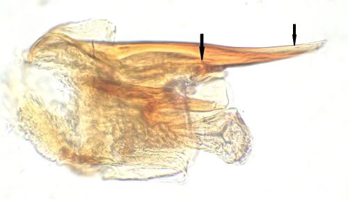 Rhyacophila tristis